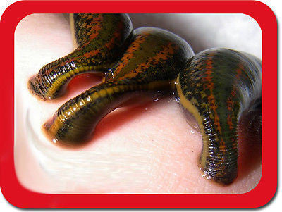 3 Leeches for Sale Online –