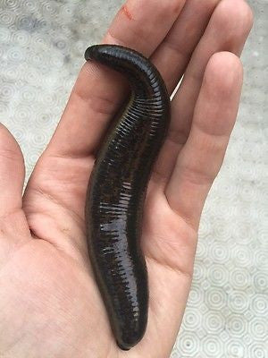 Oversized Leeches (8)