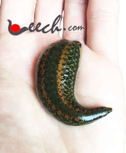 Big Leech