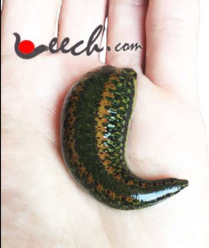 Large Leech