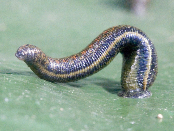 Wild Leech