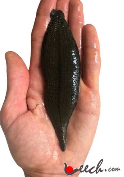 Asian Buffalo Leech Bloodsucker