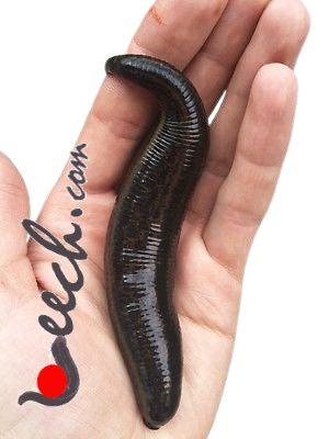 Giant Dracula Pet Leech