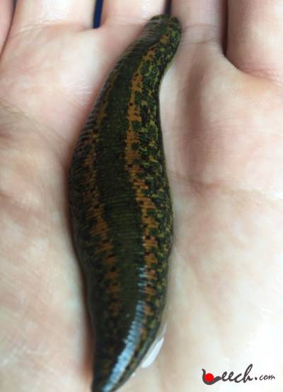 XXXL Leech (Extra-Jumbo Size)