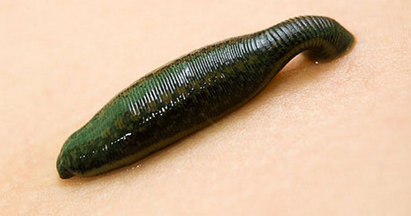 Extra-Large Medical Leech