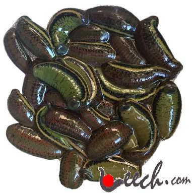 20 Leeches Mixed Size