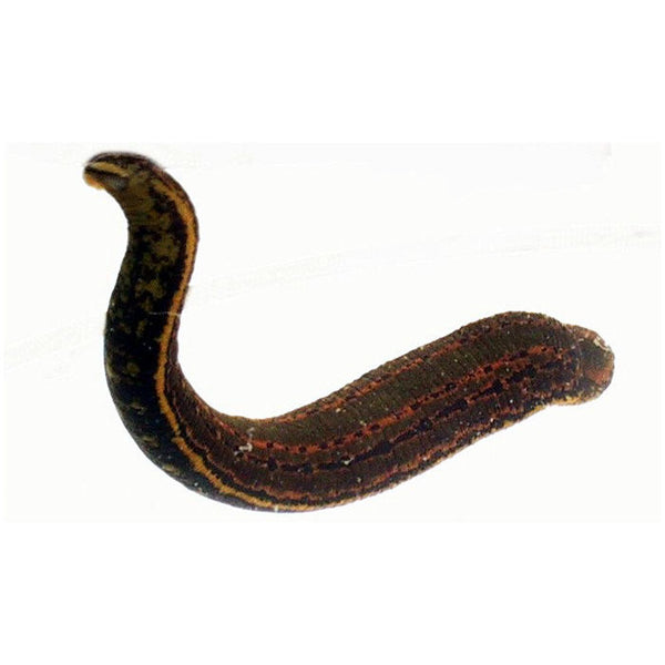 Small Leeches (Hirudo Verbana)