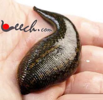 Pregnant Live Leech