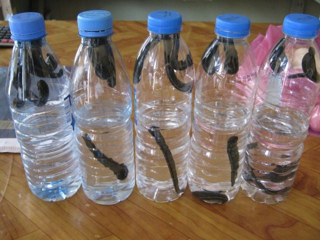 Buying Leeches? WHAT TO DO WHEN YOUR LEECHES ARRIVE Leech Care Instructions