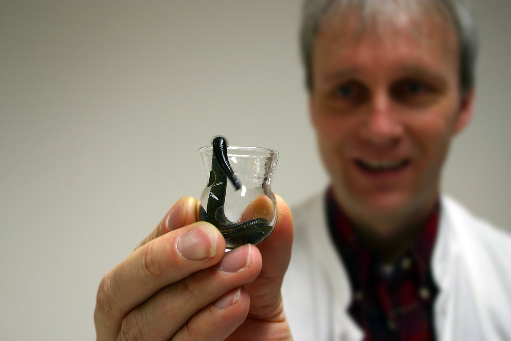 Leech Differences: Buffalo Leeches & Medical Leeches and Aquarium Setup