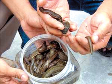 Medicinal Leeches for Varicose Veins - Monster Leech Bloodsucker AYURVEDA Therapy