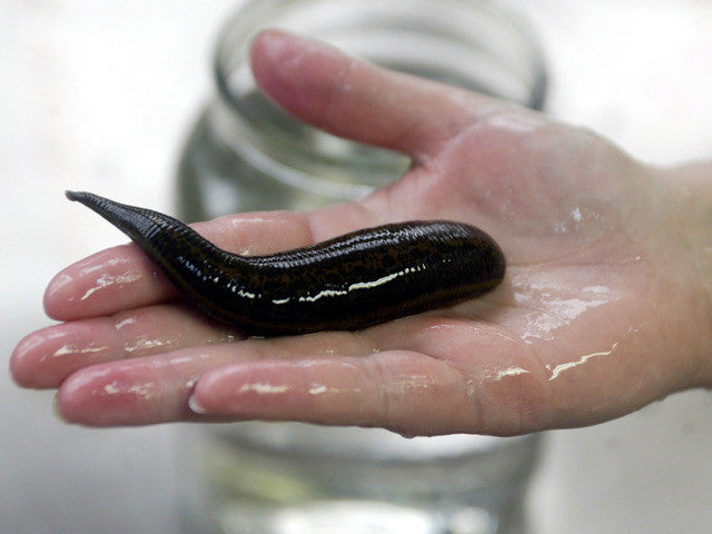 Large Leech Species vs Small Medical Leeches