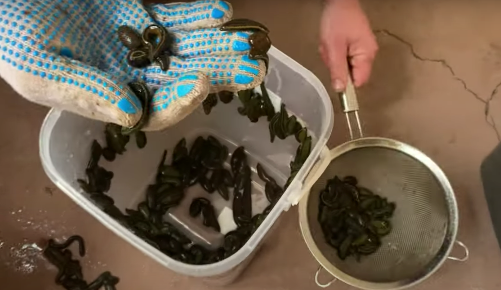 Leech Care at the Pharm. Daily leeches-water changing!