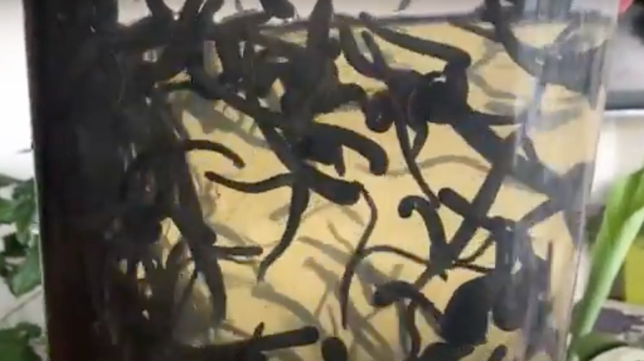 Hirudo Verbana & Hirudo Medicinalis Medical Leeches Swimming in Leech Bucket.