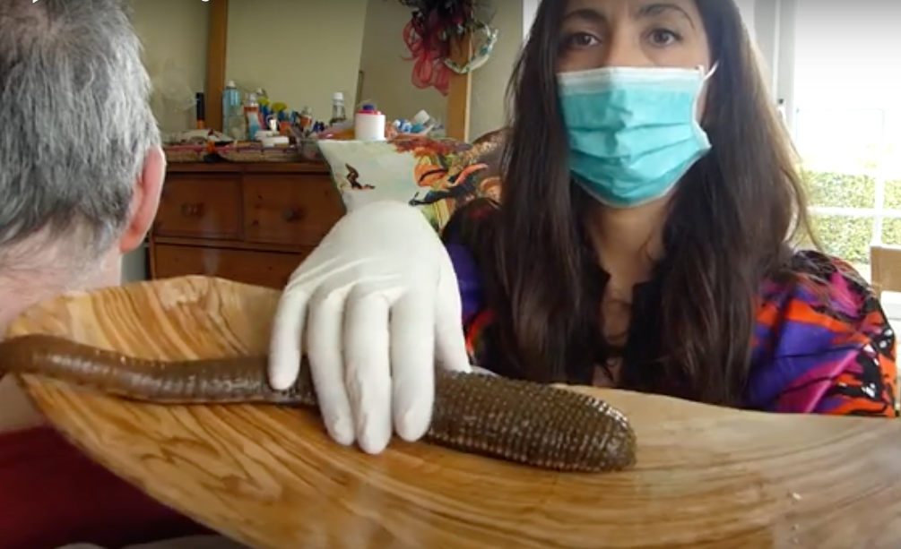Leech Feeding Failure; Monster Medicinal Buffalo Bloodsucker on the Neck!
