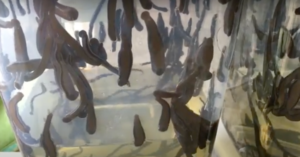 Medical Leeches for Sale for Hirudotherapy & Leech Therapy - MedicalLeeches.com