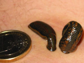 Leech Therapy: Heal with a bite
