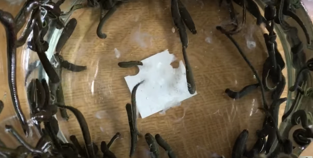 Live Leeches from Leech.com.