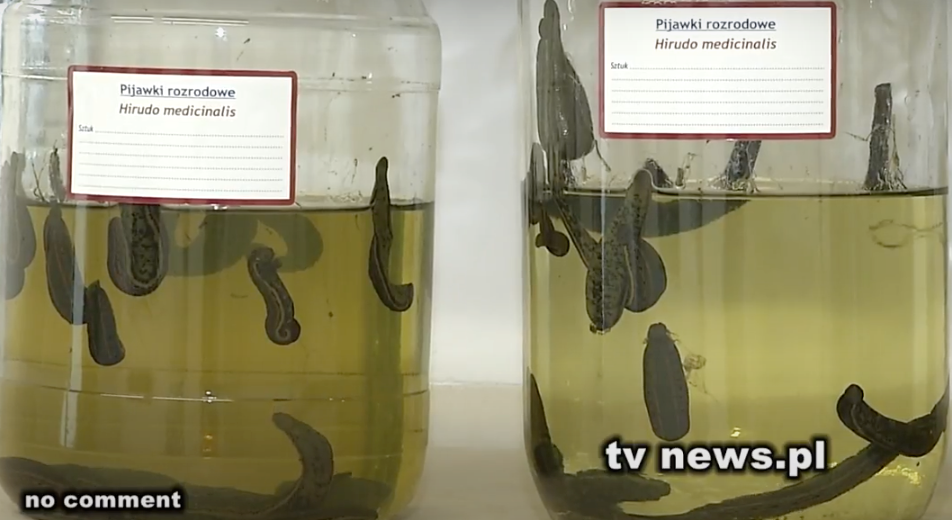 Polish company breeds leeches for export