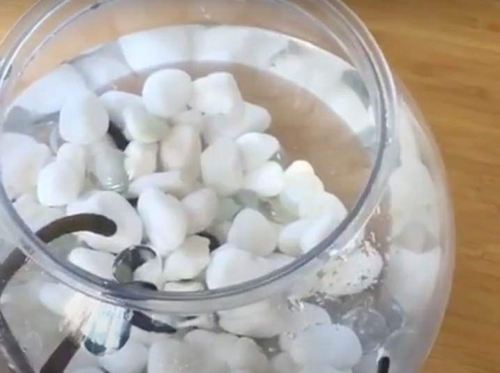 Baby Leeches Swimming in Aquarium