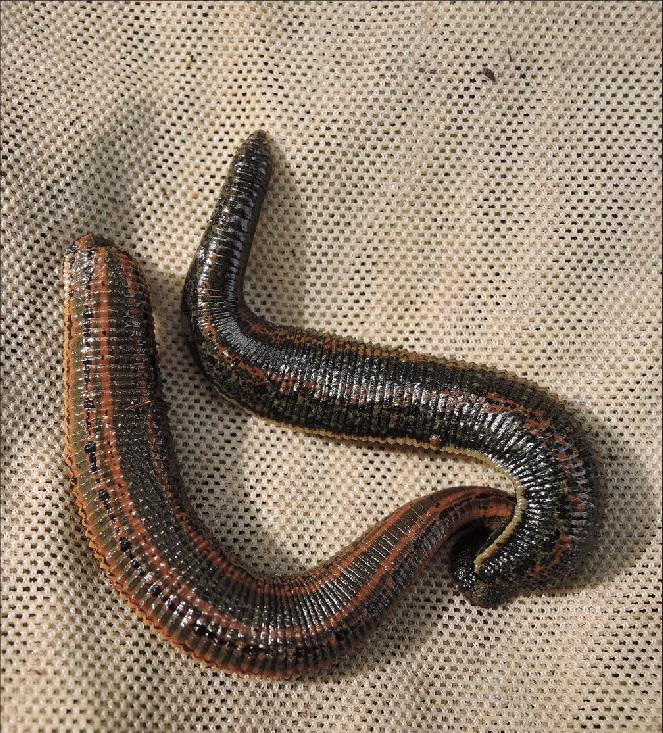 Working Leech How does leech treatment work? – Leech.com
