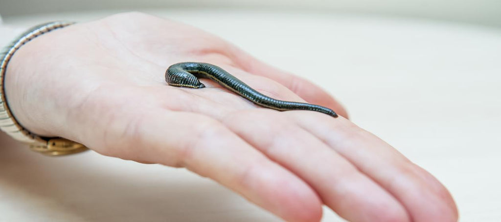 How leeches became the latest health trend