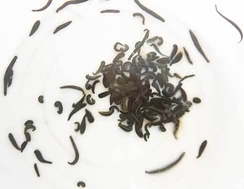 Behavior of Leeches Winter