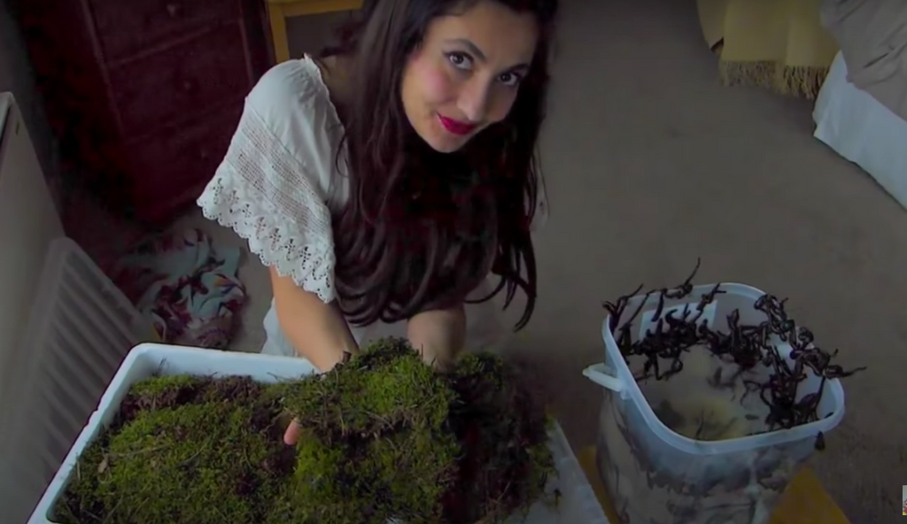 How to Start a Mini-Leech Farm, to Breed Medical Leeches at Home.