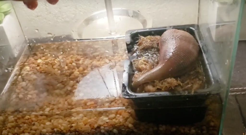 PET LEECH CARE