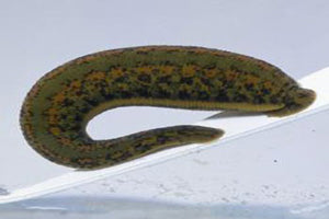 "Leeches" in different Languages!