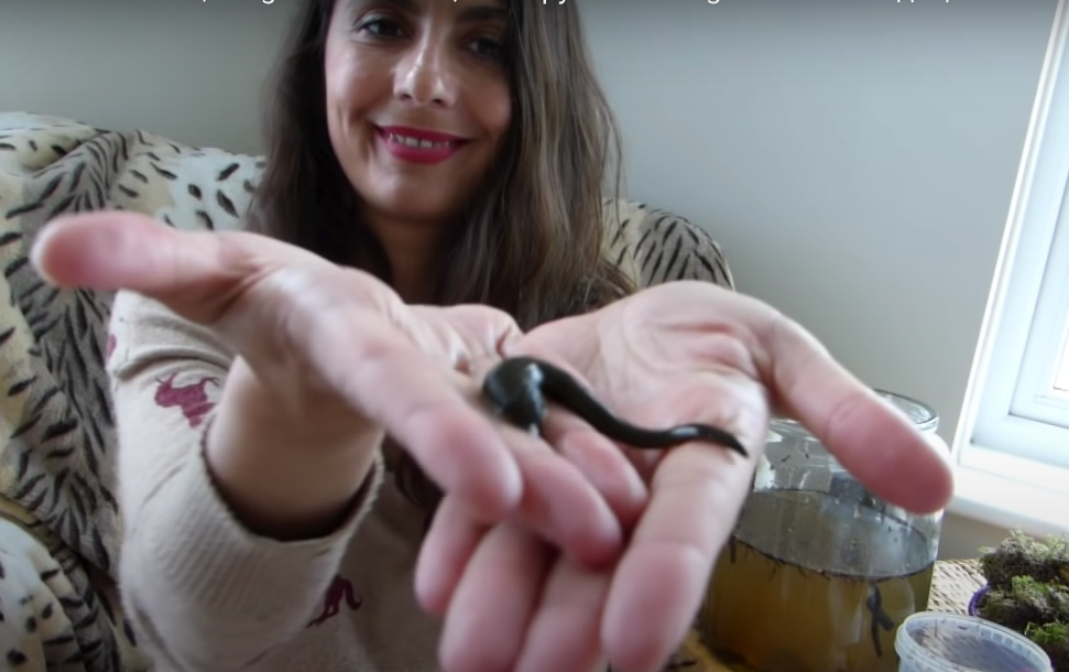 Leech Care Info, Pregnant Leeches, Therapy & Breeding