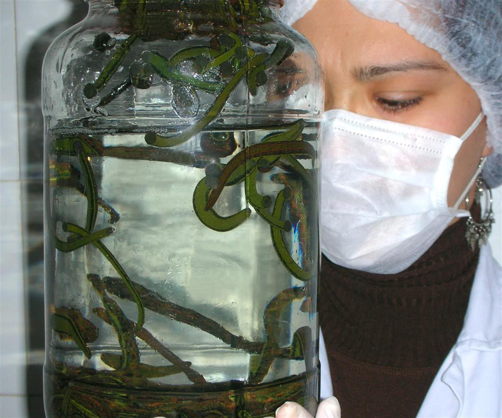 Hirudotherapy Materials Necessary for Leech Therapy
