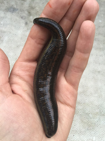Live Leeches for Sale