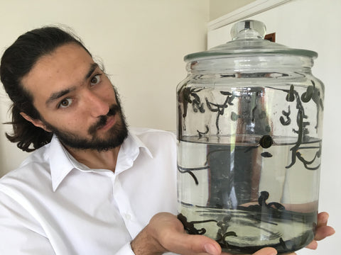 Leeches in Bulk Sale