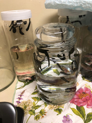 Farm Leeches Hirudo Verbana: Industrial Quantities