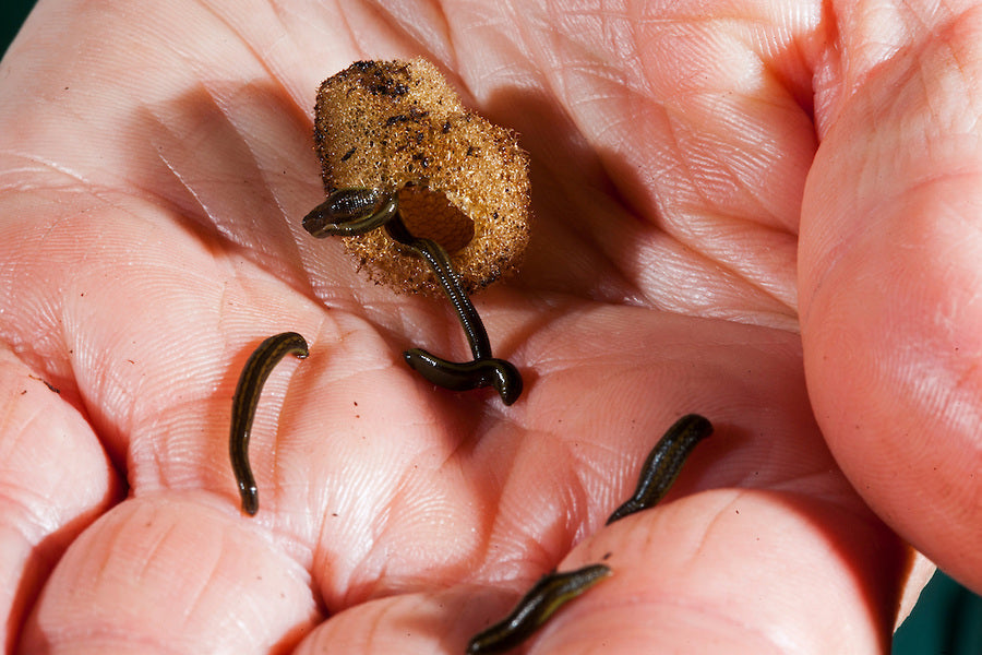 Leech.com
