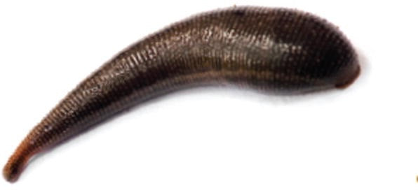Basic Leach Mini-Size Leach Pack (300) – Leech.com