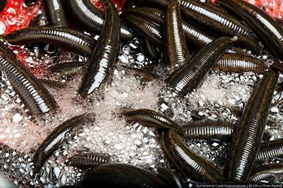 Live Leeches for Sale –