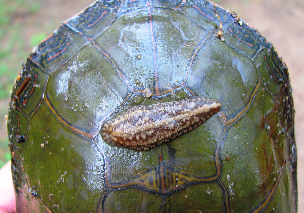 Turtle Leech (OUT OF STOCK)