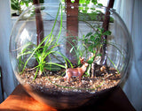 Leech Terrarium / Aquarium