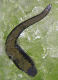 Hirudo Gel for Leech Transport