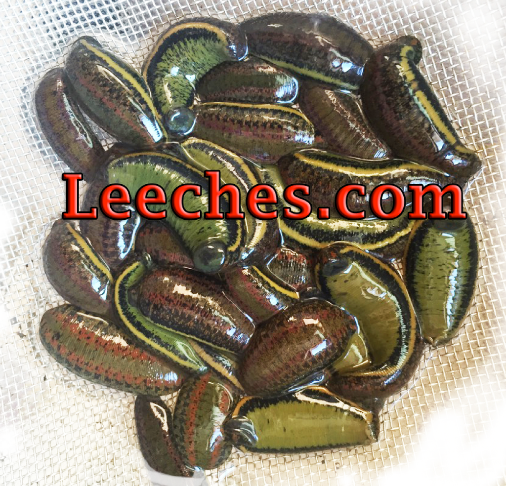 Wholesale Leech – Leech.com