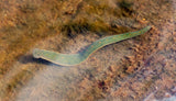 North American Leech - Macrobdella Decora