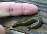 North American Leech - Macrobdella Decora