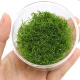 Floating Leech Moss Ball